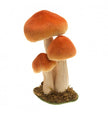 3 champignons orange
