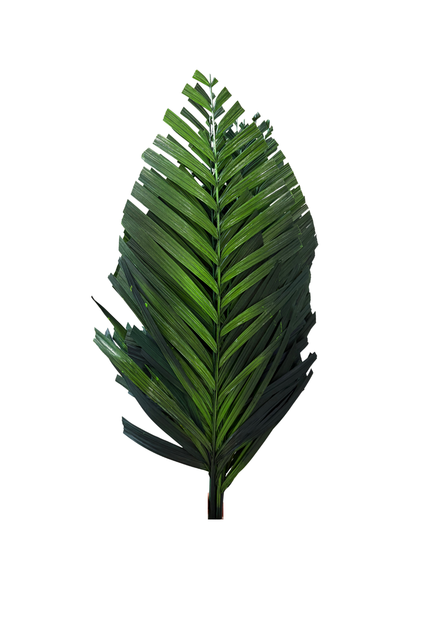 Areca Cut