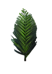 Areca Cut