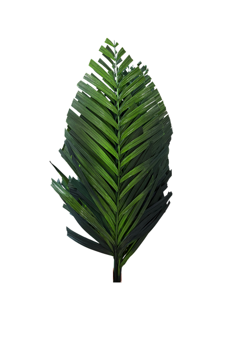 Areca Cut