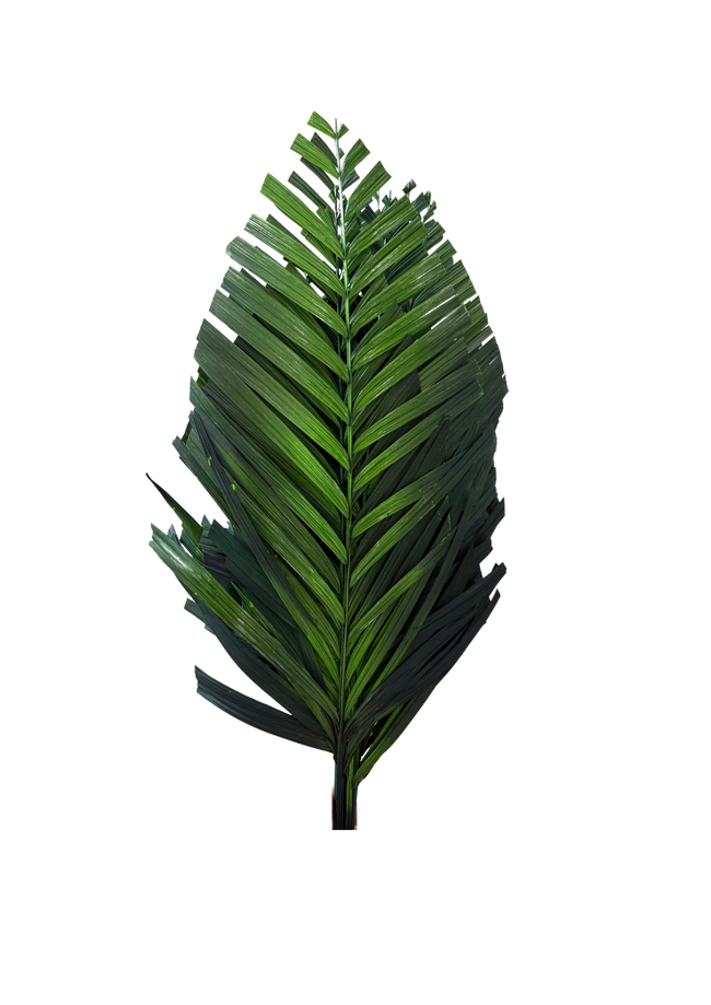 Areca Cut
