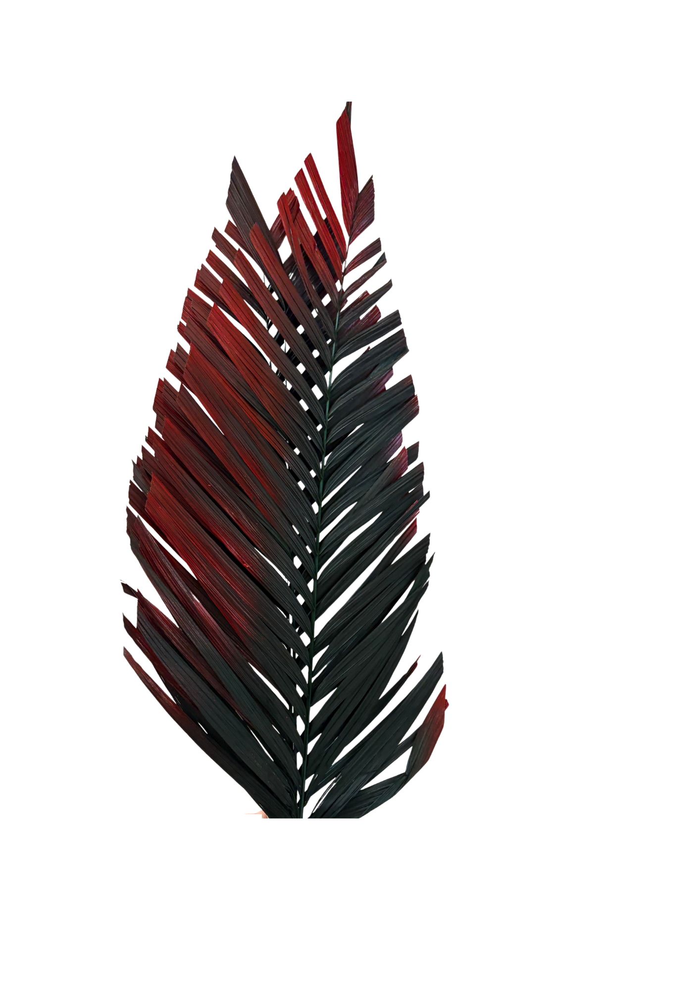 Areca Cut
