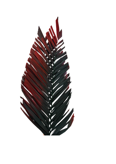 Areca Cut