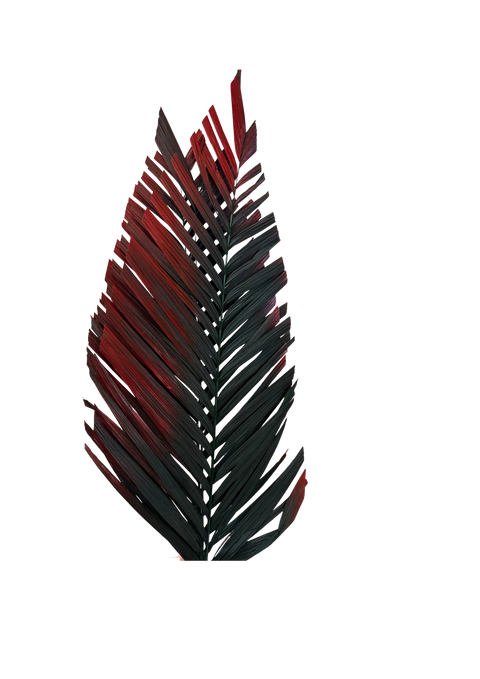 Areca Cut