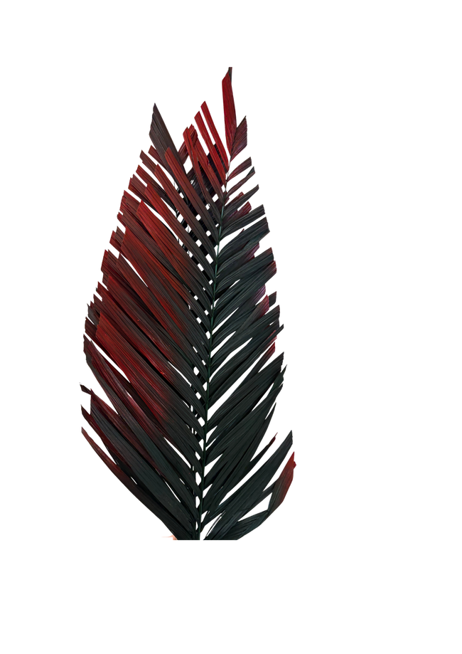 Areca Cut