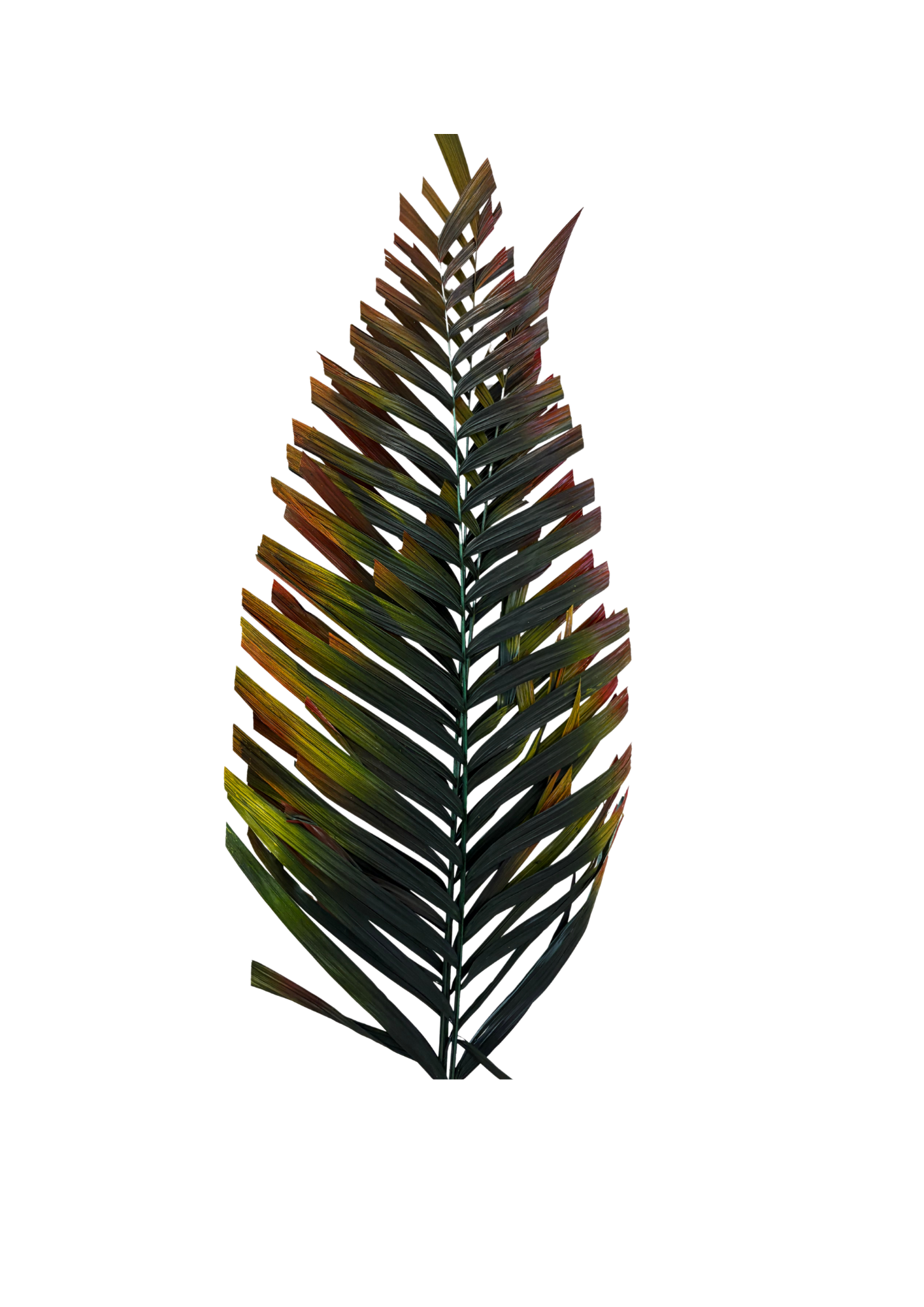 Areca Cut