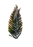 Areca Cut