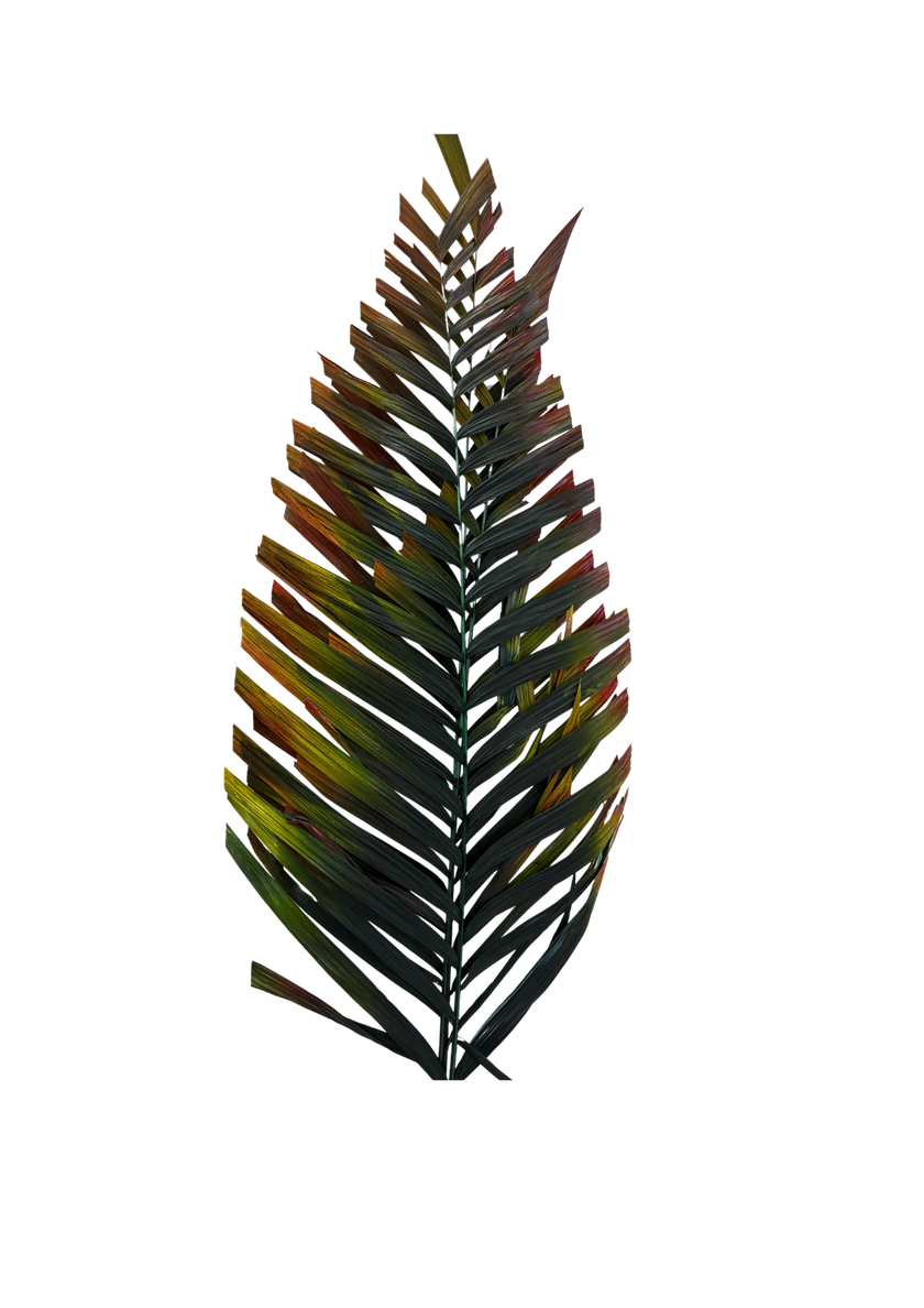 Areca Cut