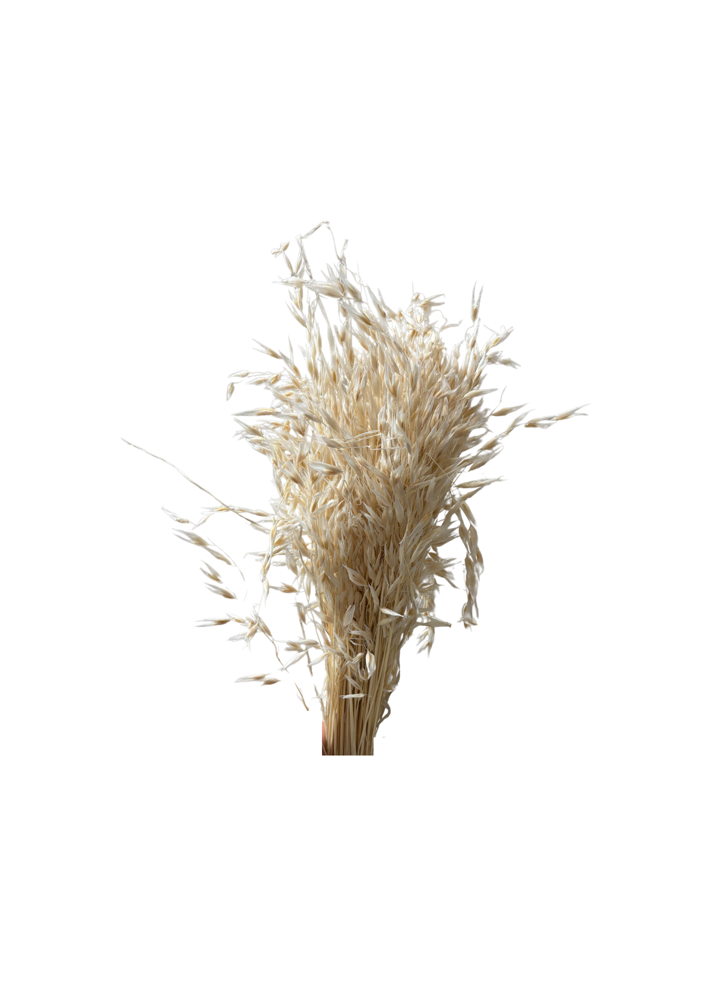 Avena