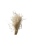Avena