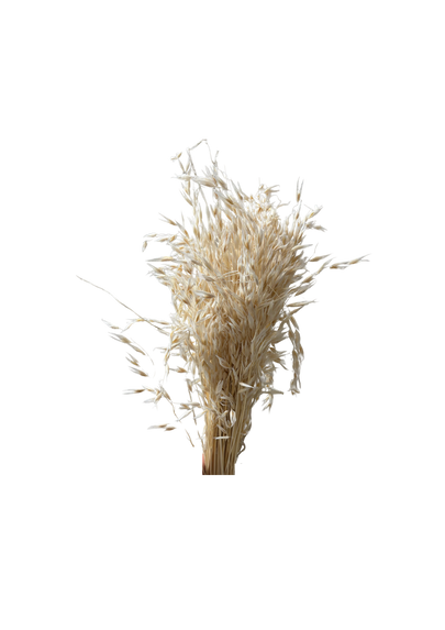 Avena