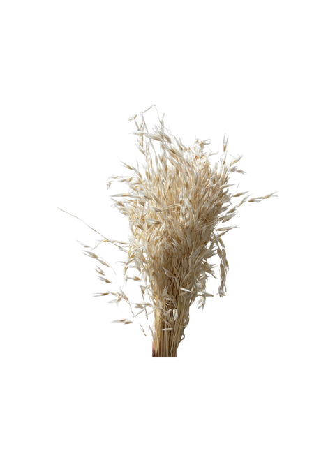Avena