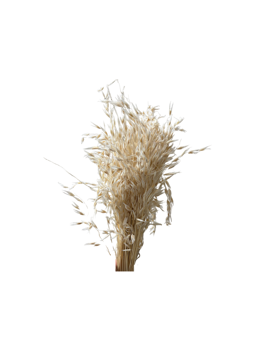 Avena