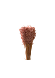 Avena