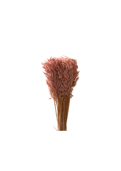 Avena