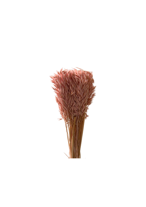 Avena