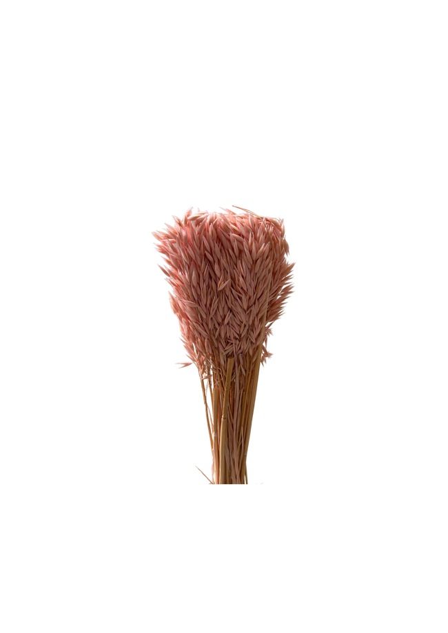 Avena