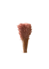 Avena