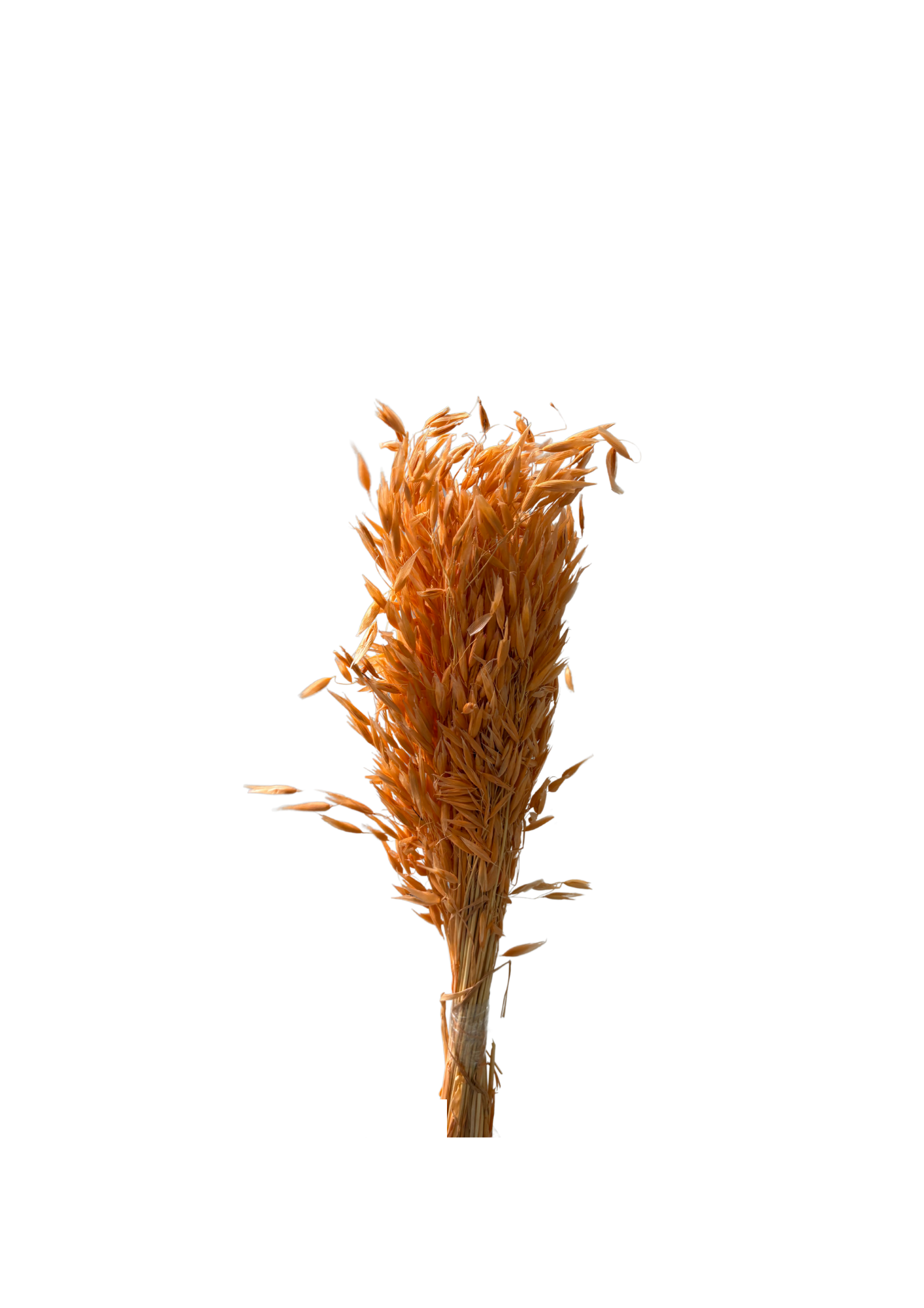 Avena