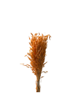 Avena