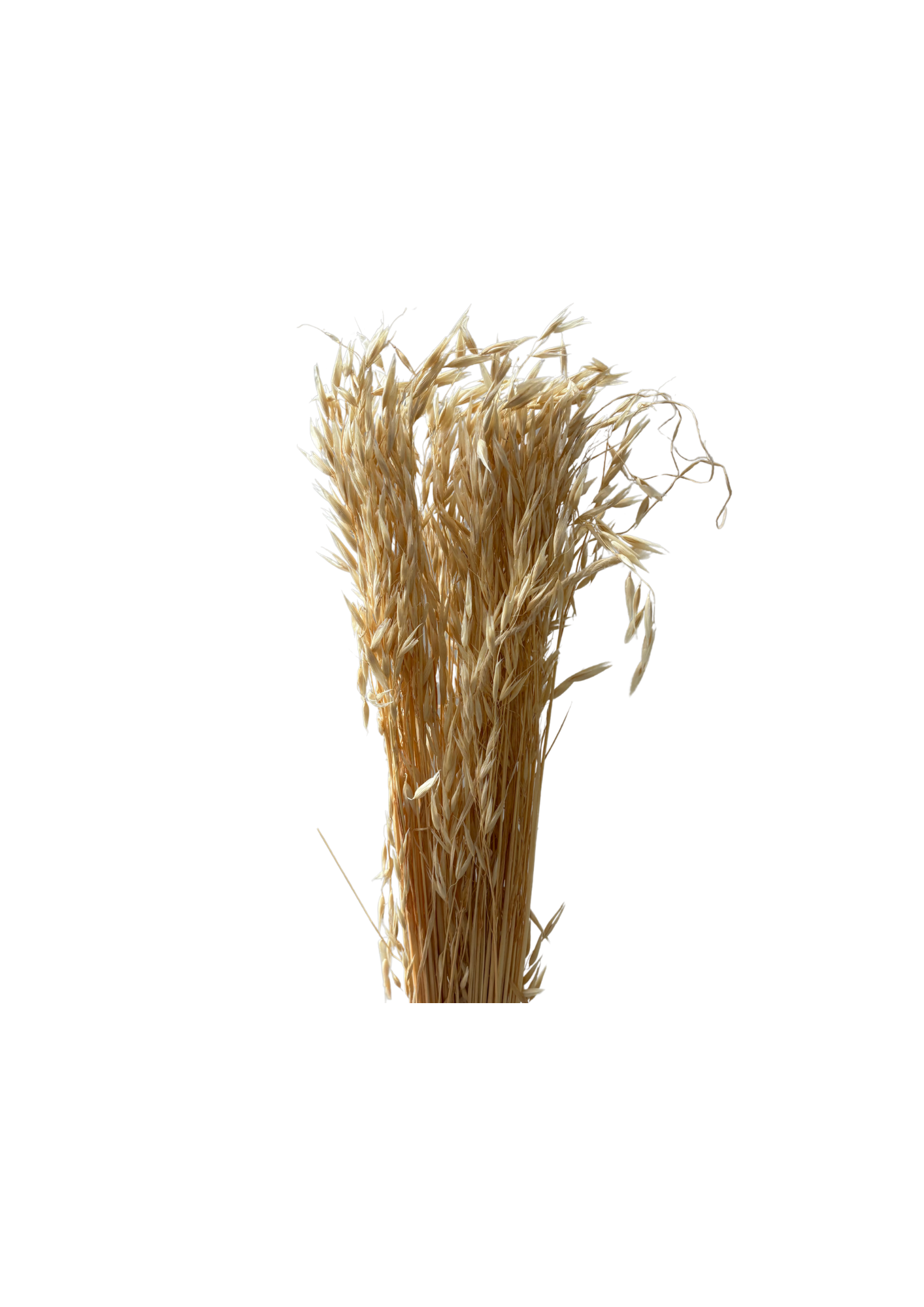 Avena