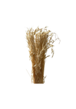 Avena