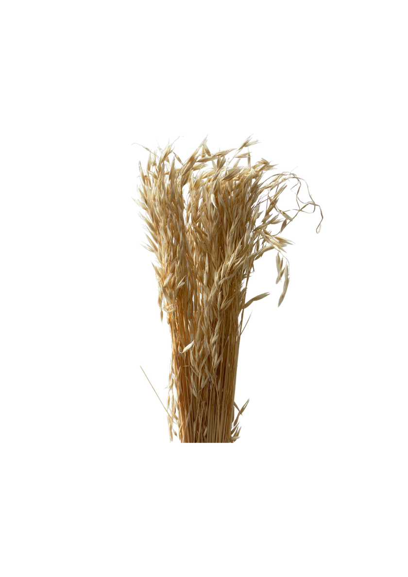Avena