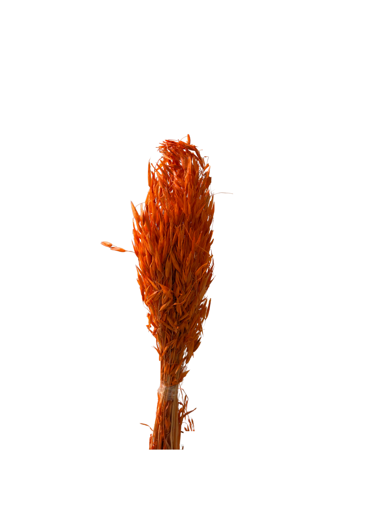 Avena