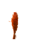 Avena