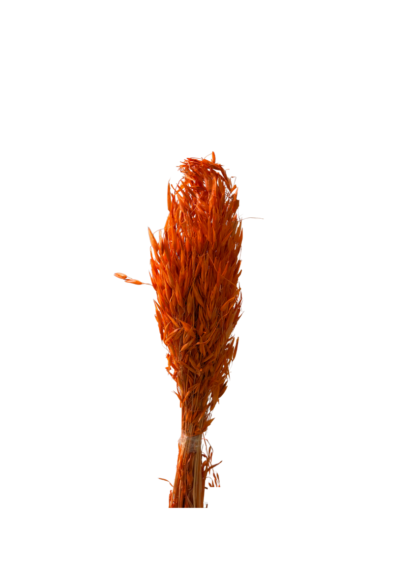 Avena