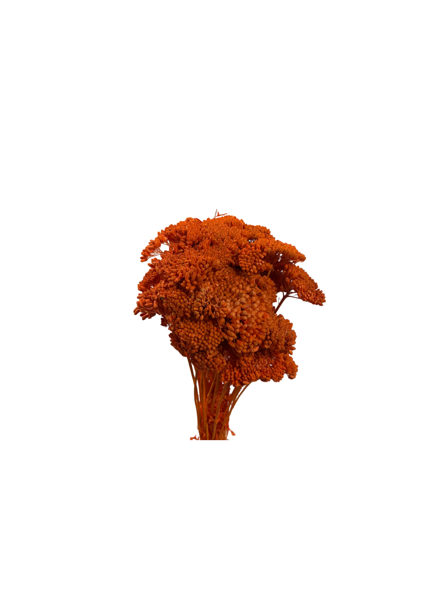 Achillea