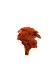 Achillea