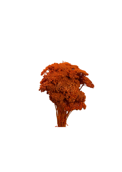 Achillea