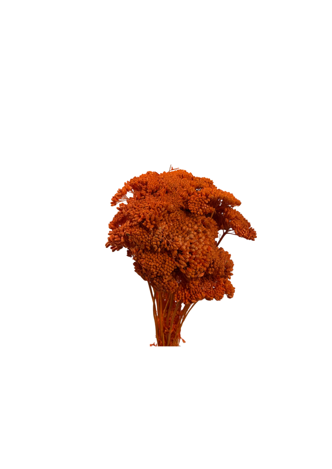 Achillea