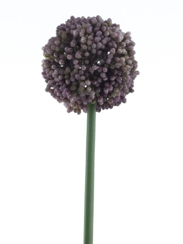 Allium