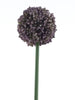 Allium