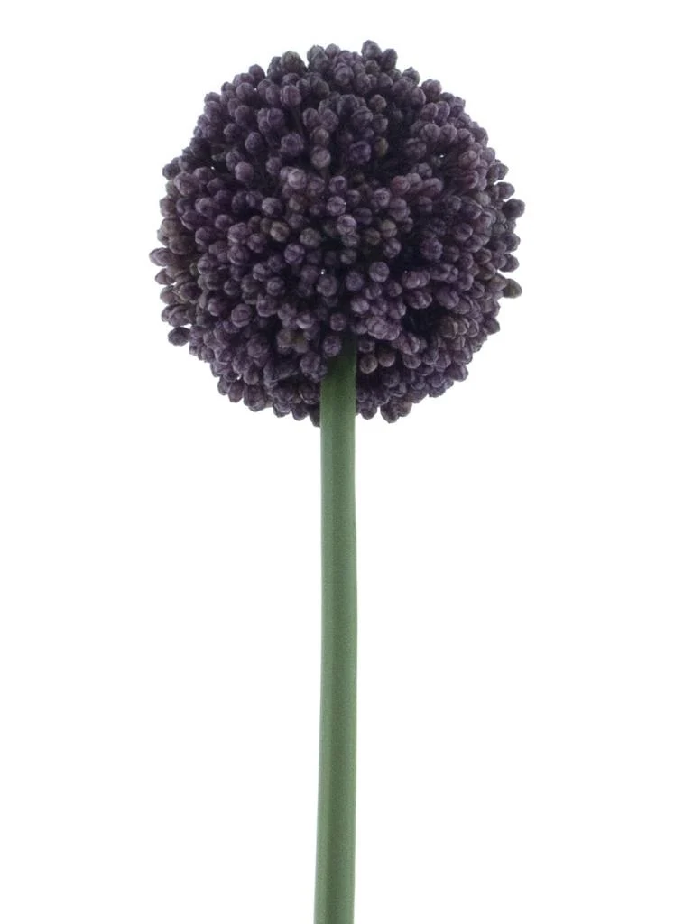 Allium