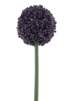 Allium