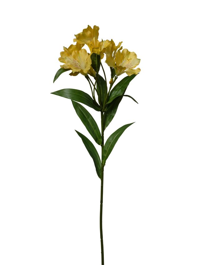Alstroemeria