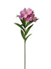 Alstroemeria