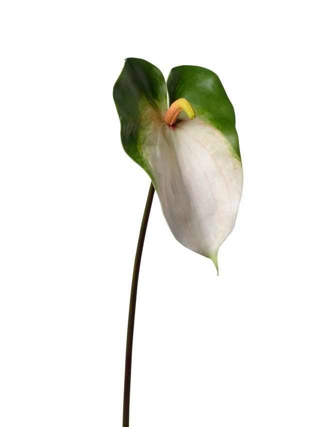 Anthurium