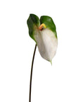 Anthurium