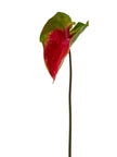 Anthurium