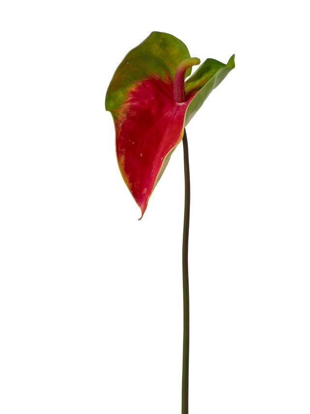 Anthurium
