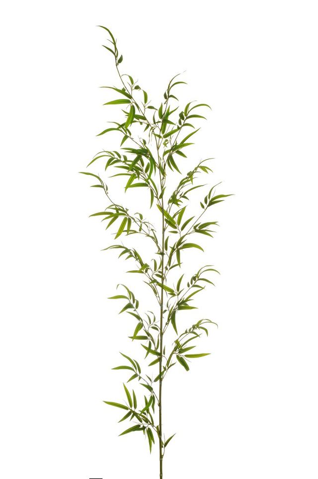 Branche de bamboo