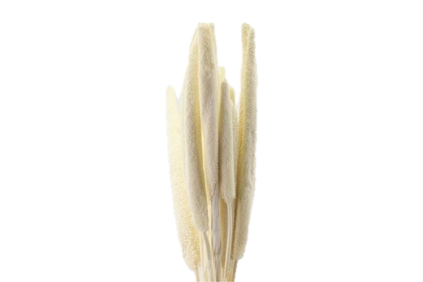 Babala