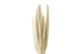 Babala