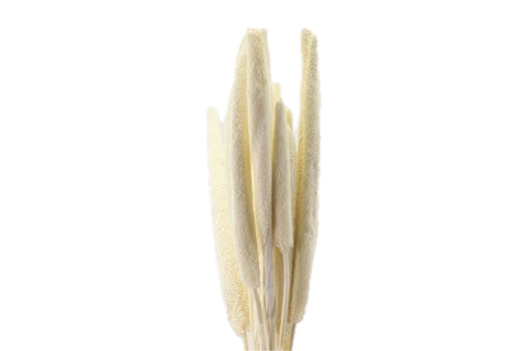 Babala