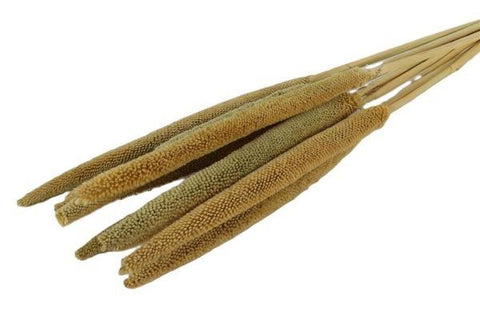 Babala
