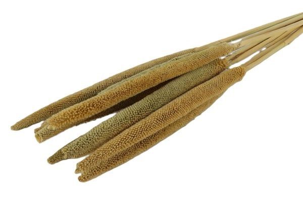 Babala